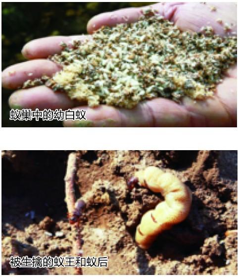 合肥挖出白蟻王國超50斤重 30歲蟻后巢穴似宮殿
